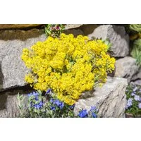 Pflanzen für Dich Staude Alyssum mont. Berggold, 1 St., Berg-Steinkraut, Felsen-Steinkraut