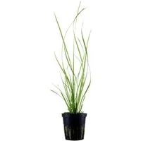 Aquaone Wasserpflanze Aquarium Pflanze Cyperus helferi Nr.333A