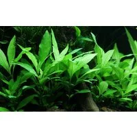 Aquaone Wasserpflanze Aquarium Pflanze Hygrophila Siamensis 53B Wasserpflanzen Nr.353B