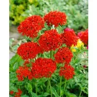 Pflanzen für Dich Staude Lychnis chalcedonica, 1 St., Brennende Liebe, Scharlachlichtnelke, Jerusalemer Kreuz, Maltanellke
