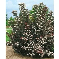Pflanzen für Dich Gehölze Physocarpus opul. 'Midnight', 1 St., Blasenspiere