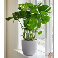 BALDUR Garten Zimmerpflanze Monstera - Fensterblatt, ca. 30 cm hoch, 1 St., Zierpflanze, pflegeleicht