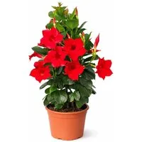 Exotenherz Topfpflanze Mandevilla Dipladenia Trichterblüte Pyramidenform 14cm Topf rot