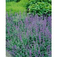 Pflanzen für Dich Staude Nepeta faassenii Dropmore, 1 St., Katzenminze, Blaue Katzenminze