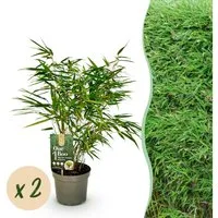 Exotenherz Bambus Exotenherz Bambus - Fargesia rufa - Grün - 2er Set 17cm Topf Höhe 60cm