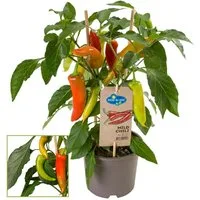 Exotenherz Gemüsepflanze Chili-Pflanze mild Peperoni Pfefferstrauch für Balkon-Garten 14cm Topf