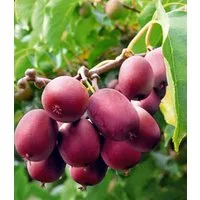 BALDUR Garten Obstpflanze Kiwi 'Ken´s Red®', 1 St., Selbstbefruchtend, winterhart, mehrjährig, essbar, pflegeleicht