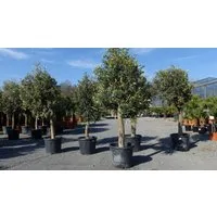 gruenwaren jakubik Olivenbaum Olivenbaum Olive "20 Jahre", Stammumfang 20 - 30 cm, winterhart