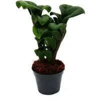 Exotenherz Zimmerpflanze Mini-Pflanze Zamio Palme Zamioculcas zamiifolia Glücksfeder 5,5cm Topf