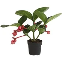 Dehner Zimmerpflanze Zimmerpflanze Flamenco, Medinille, Ø 40-50cm, Exotisch, rote Einzelblüten, ideal für Wintergärten