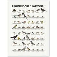 Posterlounge Wandbild Einheimische Singvögel, Iris Luckhaus, erhältlich als Poster, Leinwandbild, Wandsticker oder Acrylglasbild