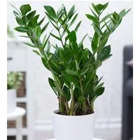 BALDUR Garten Zimmerpflanze Zamioculcas ca. 55-65 cm hoch, 1 St., Zimmerpflanze, pflegeleicht