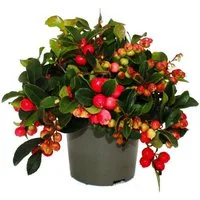 Exotenherz Beetpflanze Teppichbeere Gaultheria procumbens winterharte Pflanze