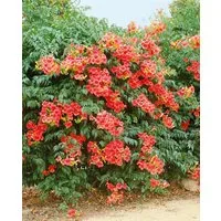 Pflanzen für Dich Kletterpflanze Campsis radicans Grandiflora, 1 St., Trompetenblume, Klettertrompete, orangeblüten, kletterpflanze