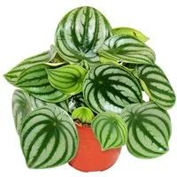 Exotenherz Zimmerpflanze Peperomia argyreia Watermelon Wassermelonen-Zwergpfeffer im 12cm Topf