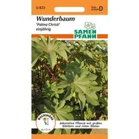 SAMEN PFANN Blumensamen Wunderbaum (Ricinus), Palma Christi - Saatgut Samen, Ricinus communis
