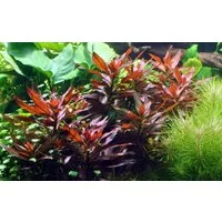 Aquaone Wasserpflanze Aquarium Pflanze Ludwigia glandulosa Nr.335A