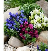 BALDUR Garten Staude 3er Enzian-Mix, 3 St., Gentiana-Mischung, winterhart, mehrjährig, pflegeleicht