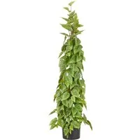 Kunstbaum Philodendron scandens, Creativ green, Höhe 125 cm, in Pyramidenform