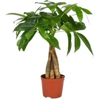 meinvipshop Zimmerpflanze Glückskastanie Pachira 40 cm Zimmerpflanze