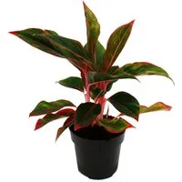 Exotenherz Zimmerpflanze Aglaonema Buntblättriger Kolbenfaden Ausgefallene Sorten 12cm