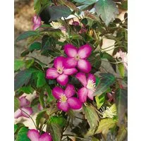 Pflanzen für Dich Kletterpflanze Clematis montana Freda, 1 St., Berg-Waldrebe, Clematis, rosarot, kletterpflanze
