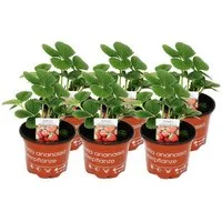 Exotenherz Gemüsepflanze Klettererdbeere Fragaria x ananassa 6 Pflanzen