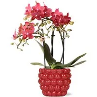 Exotenherz Zimmerpflanze Rote Phalaenopsis-Orchidee Kongo + Beeren-Ziertopf 9cm 40cm hoch