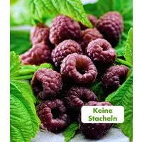 BALDUR Garten Obstpflanze Schwarze Himbeere 'Glen Coe', 1 St., Gesundheit, ertragreich, winterhart, mehrjährig, pflegeleicht