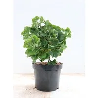 Pflanzen für Dich Konifere Ginkgo biloba Mariken, 1 St., Ginkgo, Fächerblattbaum, fächerförmig, gelbe Herbstfärbung