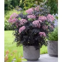 BALDUR Garten Obstpflanze Terrassen-Holunder 'Cherry Lace®', 1 St., Holunderbeeren, winterhart, mehrjährig, pflegeleicht