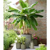 BALDUR Garten Bananenbaum Winterharte Banane 'Ever Red®', 1 St., Bananenstauden, winterhart, mehrjährig, pflegeleicht