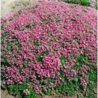 Pflanzen für Dich Staude Thymus praecox Minor, 1 St., Kriechender Thymian, Teppich-Thymian
