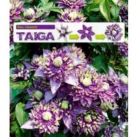 BALDUR Garten Zierstrauch Clematis 'Taiga®', 1 St., Duftclematis, winterhart, mehrjährig