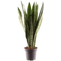meinvipshop Zimmerpflanze Sansevieria zeylanica 45cm Zimmerpflanze