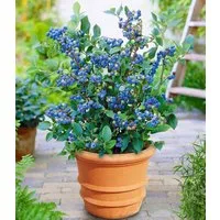 BALDUR Garten Obstpflanze Topf-Heidelbeere 'Blue Parfait', 1 St., Selbstbefruchtend, ertragreich, winterhart, mehrjährig