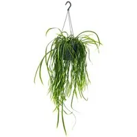 Exotenherz Kaktus Hängender Kaktus Lepismium bolivianum Pfeiffera 15cm Ampeltopf