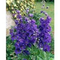 Pflanzen für Dich Staude Delphinium Pacific Black Knight, 1 St., Rittersporn, Pacific-Rittersporn