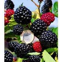 BALDUR Garten Obstpflanze Zuckerbrombeere 'Asterina®', 1 St., Selbstbefruchtend,winterhart, pflegeleicht