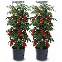 Prosperplast Anzuchttopf für Tomaten/ Gemüse 29,5 cm (2er-Set), Bewässerungssystem, Rankhilfe und Eingießhilfe