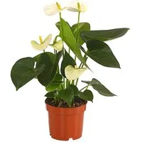 Dehner Zimmerpflanze Große Flamingoblume, Anthurium andreanum, ca. 30-40 cm, weiß, auffallende, weiße Einzelblüten