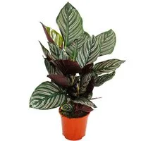 Exotenherz Zimmerpflanze Schattenpflanze mit ausgef. Blattmuster Calathea ornata 14cm Topf