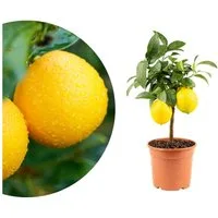 Meine Orangerie Obstpflanze Mini-Zitruspflanze im Ø15 cm Topf - diverse Sorten, echtes Zitrusbäumchen, professionell veredelter und fruchtreifer Zitrusbaum