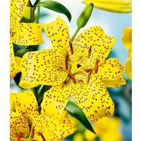 BALDUR Garten Blumenzwiebeln Lilie 'Uncle Sam', Schnittblume, reichblühend, winterhart, mehrjährig