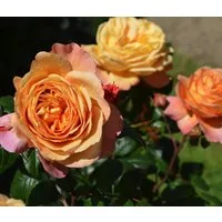 Dehner Rose Nostalgie®-Edelrose Capri®, 15-30 cm, 4 l Topf, gefüllte und duftende Blüten in orange-apricot, Züchter Tantau