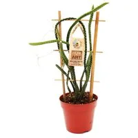 Exotenherz Zimmerpflanze Königin der Nacht - Selenicereus grandiflorus - 12cm Topf
