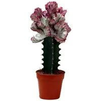 Exotenherz Kaktus Euphorbia lactea cristata gepfropft - 12cm Topf