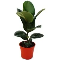 Exotenherz Zimmerpflanze Gummibaum - Ficus elastica "Robusta" - 17cm Topf