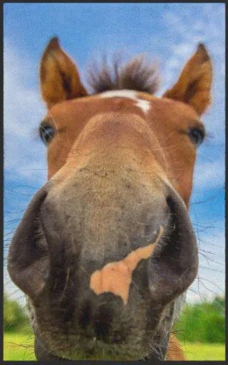 Fussmatte Pferd 7140 | Größe: 60 cm x 90 cm