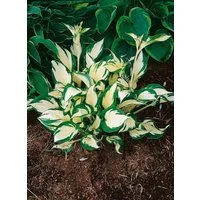 Pflanzen für Dich Staude Hosta tardiana June, 1 St., Funkie